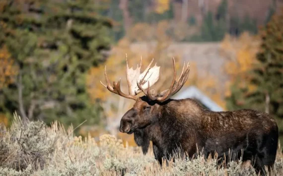 Drone Captures Moose Shedding Antlers