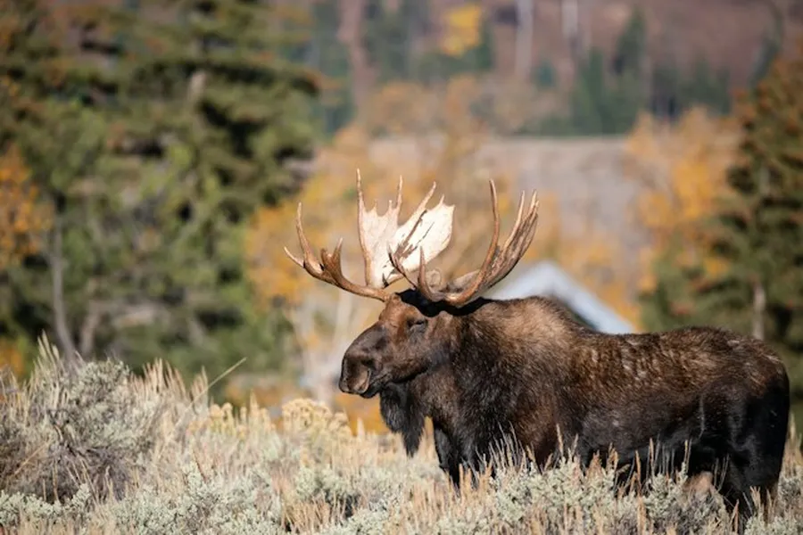 Drone Captures Moose Shedding Antlers